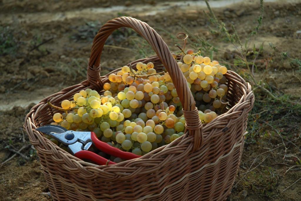 B&B Il Poggio di Gavi Esterno foto